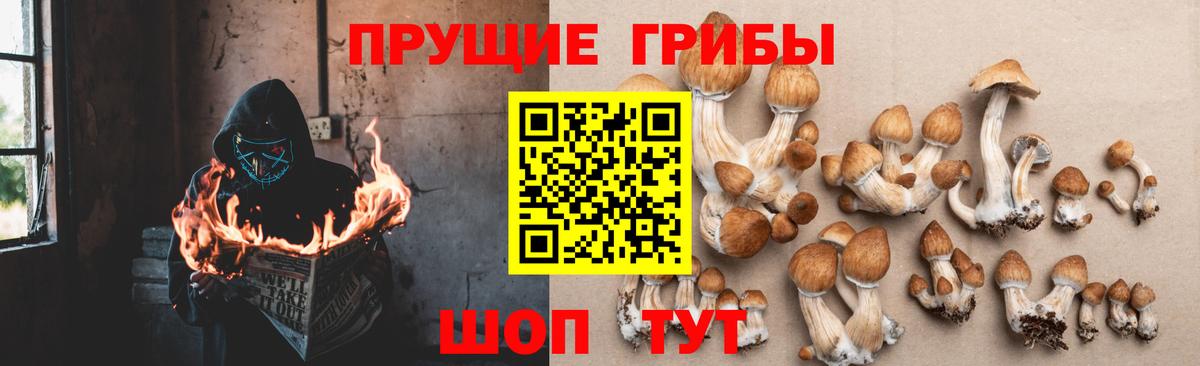 Псилоцибиновые грибы Cubensis Мурино